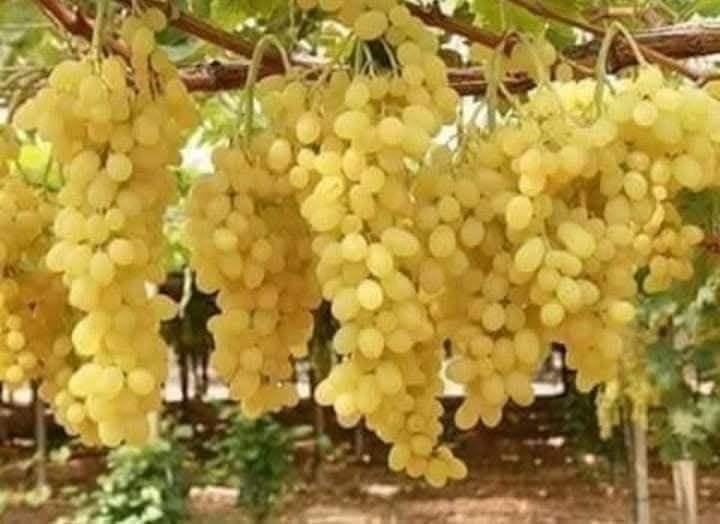 Thompson Grapes